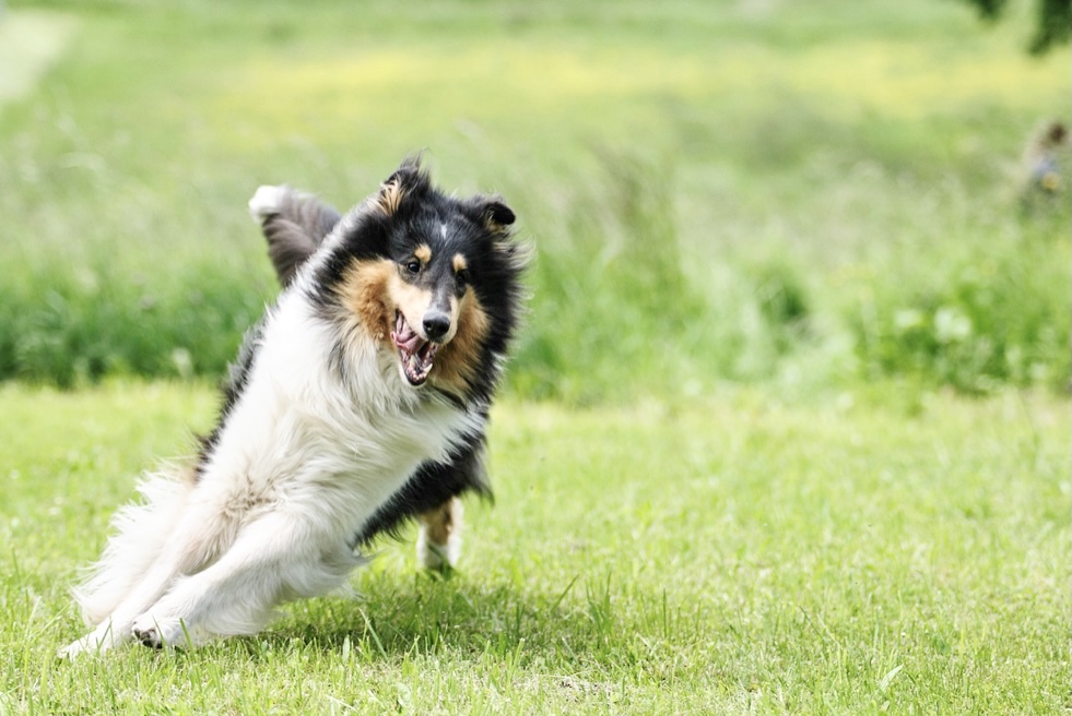 犬の写真