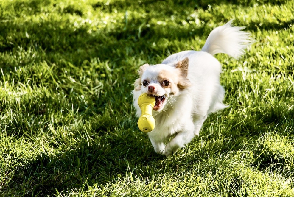 犬の写真