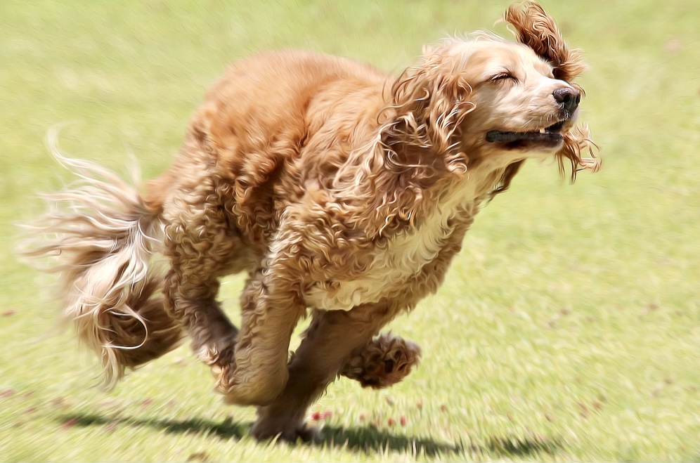 犬の写真