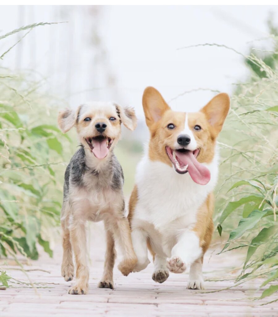 犬の写真